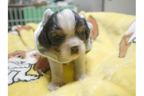 成約済の埼玉県のキャバリアキングチャールズスパニエル-52517の2枚目